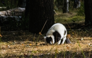 Maki Vari noir et blanc